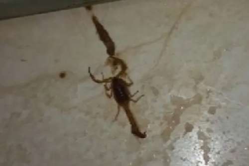 Escorpiões