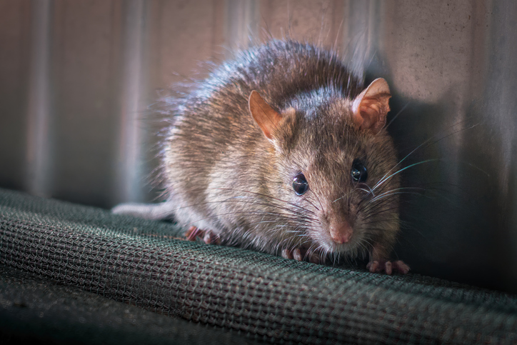 Ratos