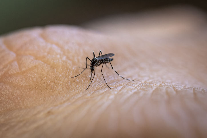 Mosquitos